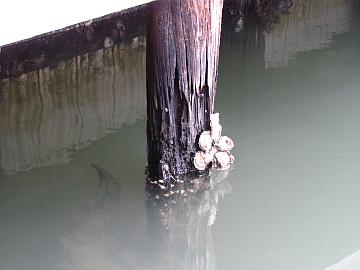 boat dock piling repairs